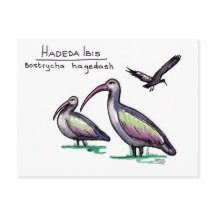 Hadeda Ibis Postcard