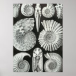 Haeckel Ammonitida Poster at Zazzle