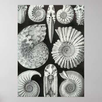 Haeckel Ammonitida Poster by haeckel_inspired at Zazzle