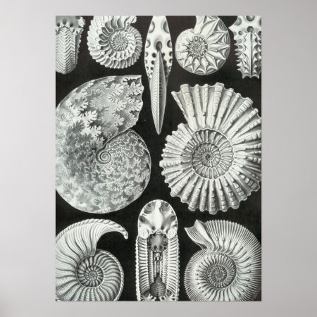 Haeckel Ammonitida Poster