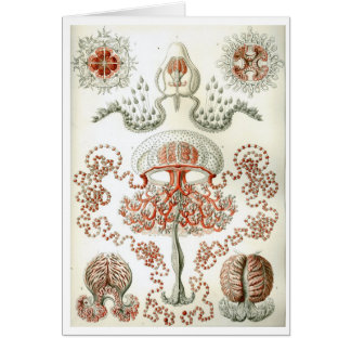 Haeckel_Anthomedusae Cards