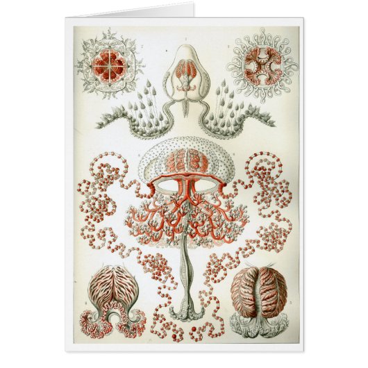 Haeckel_Anthomedusae Cards (Front)