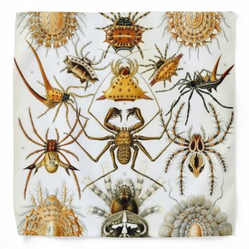 Haeckel Arachnida Bandana by haeckel_inspired at Zazzle
