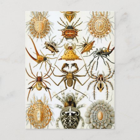 Haeckel Arachnida Postcard