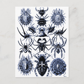 Haeckel Arachnida Spiders in Blue Postcard