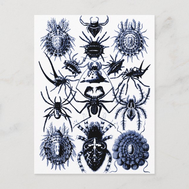 Haeckel Arachnida Spiders in Blue Postcard (Front)