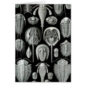 Haeckel Aspidonia (Front)