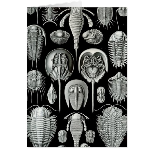 Haeckel Aspidonia Cards (Front)