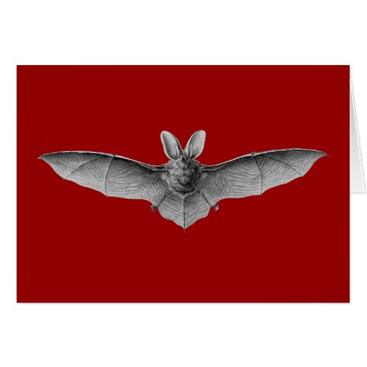 Haeckel Bat Cards (Front Horizontal)