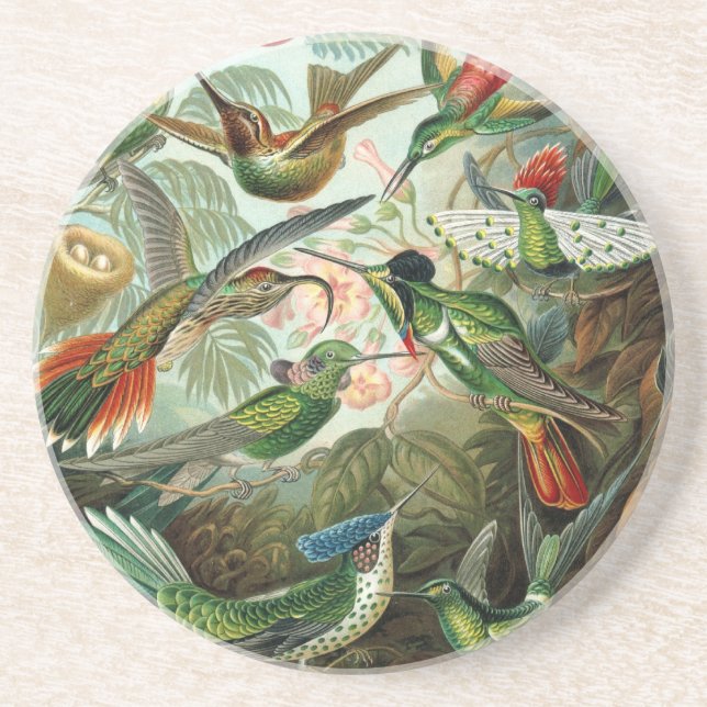 Haeckel Birds Coaster (Front)