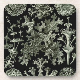 Haeckel Black Beverage Coaster