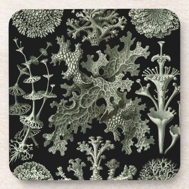 Haeckel Black Beverage Coaster (Front)