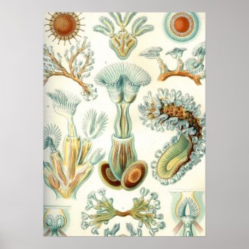 Haeckel Bryozoa Poster by haeckel_inspired at Zazzle
