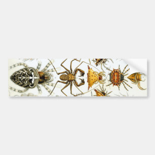 Haeckel Bumper Sticker