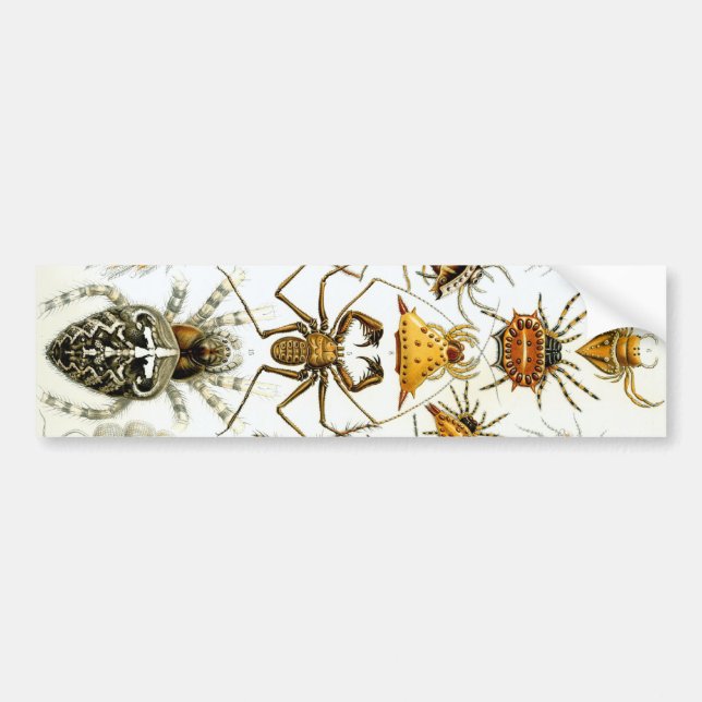 Haeckel Bumper Sticker (Front)