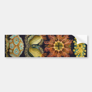 Haeckel Bumper Sticker
