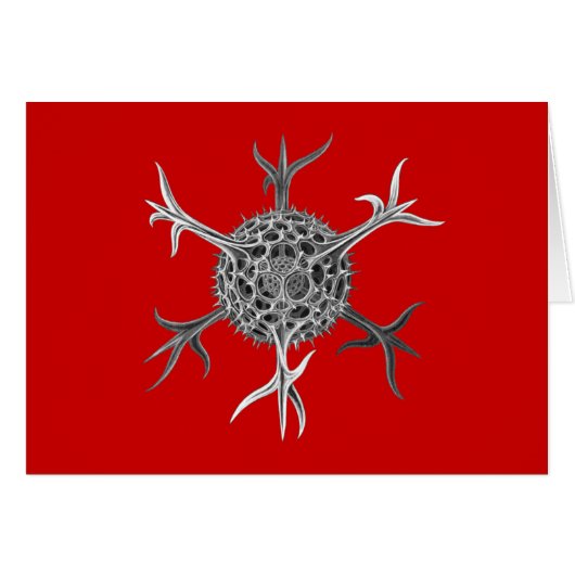 Haeckel Cards (Front Horizontal)