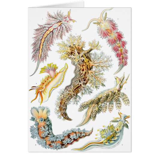 Haeckel Cards (Front)