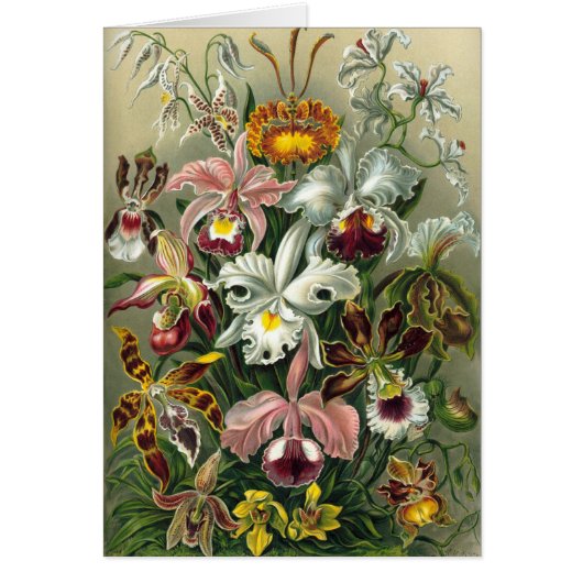 Haeckel Cards (Front)