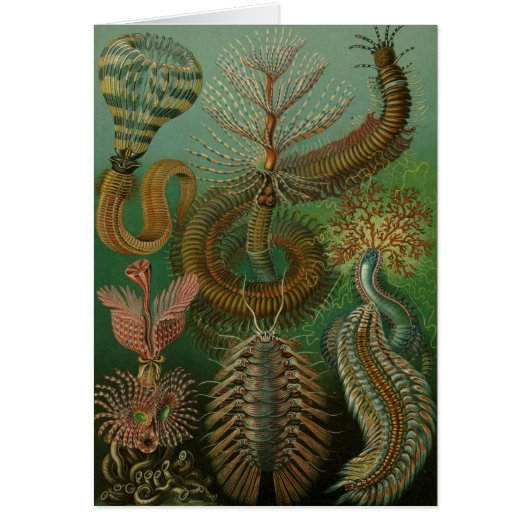 Haeckel Centipedes Cards (Front)