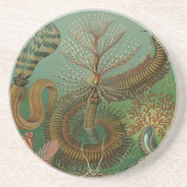 Haeckel Centipedes Drink Coaster (Front)