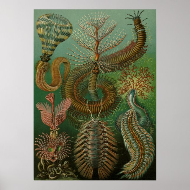 Haeckel Centipedes Poster (Front)
