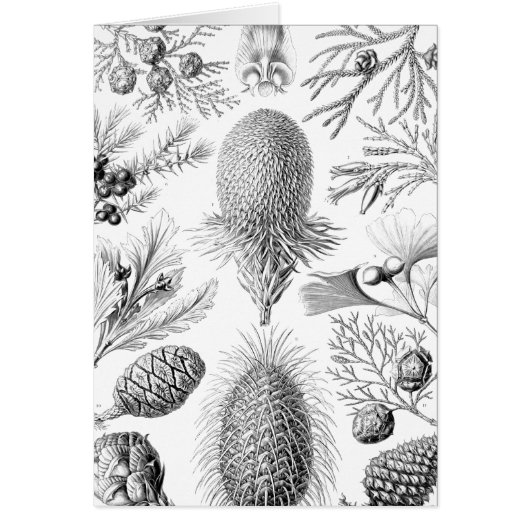 Haeckel Conifer Illustration Cards (Front)