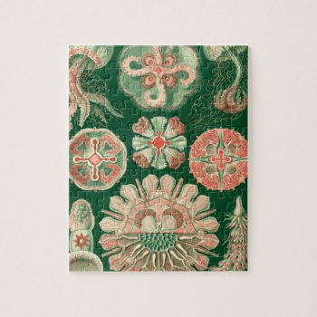 Haeckel Discomedusae Jigsaw Puzzle by haeckel_inspired at Zazzle