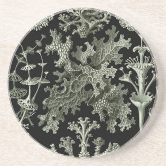 Haeckel Drink Coaster