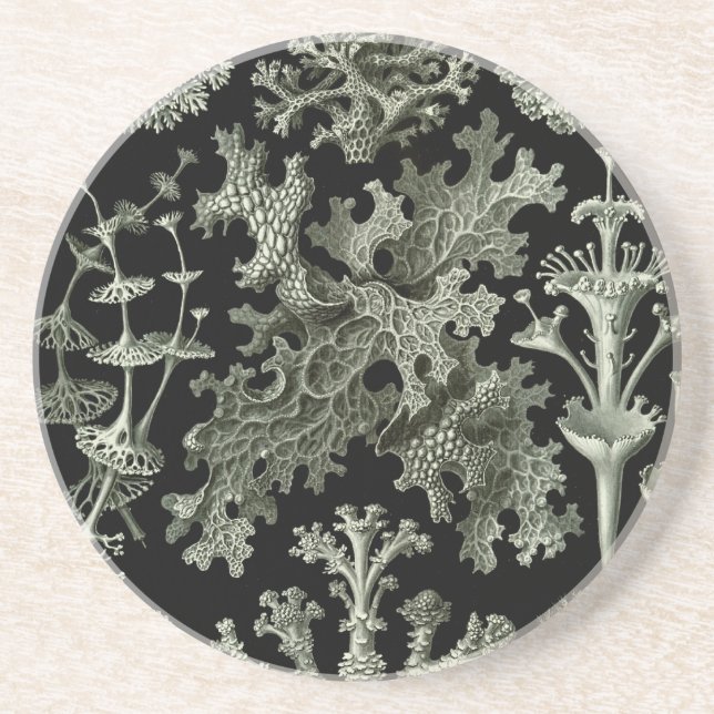 Haeckel Drink Coaster (Front)