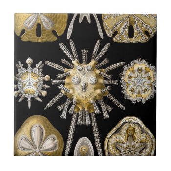 Haeckel Echinidea Tile by haeckel_inspired at Zazzle