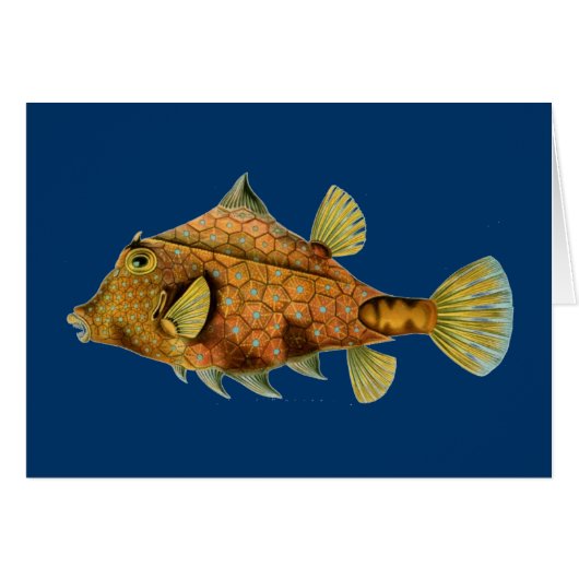 Haeckel Fish Cards (Front Horizontal)