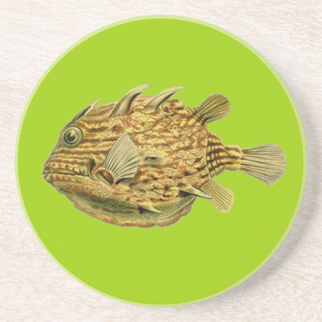 Haeckel Fish Sandstone Coaster (Front)