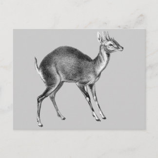 Haeckel Four Horned Deer Postcard