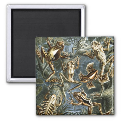 Haeckel Frogs Magnet