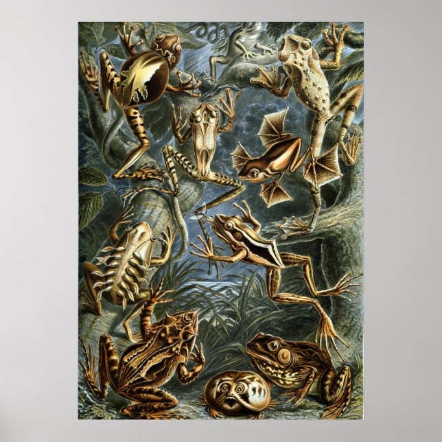 Haeckel Frogs Poster (Front)
