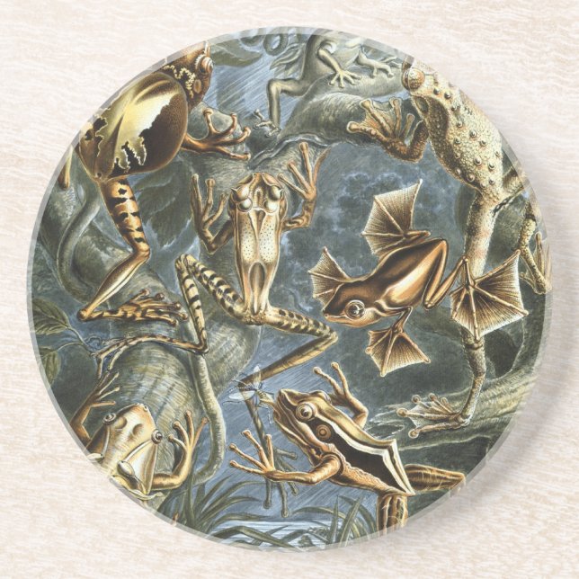 Haeckel Frogs Sandstone Coaster (Front)