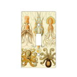 Haeckel Gamochonia Light Switch Cover at Zazzle