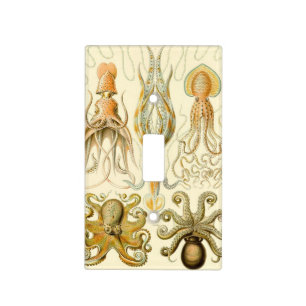 Haeckel Gamochonia Light Switch Cover