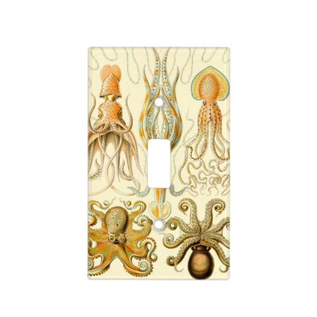 Haeckel Gamochonia Light Switch Cover