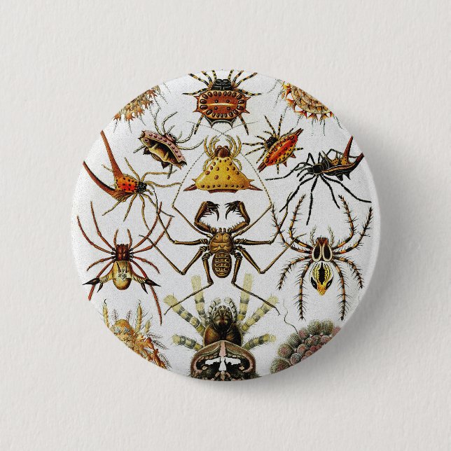  Haeckel Golden Spiders plate 66 Button (Front)
