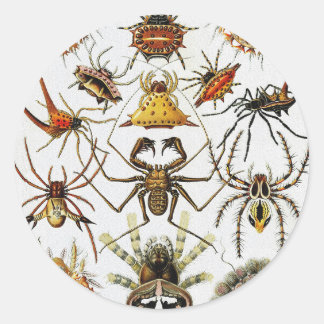 Haeckel Golden Spiders plate 66 Classic Round Sticker