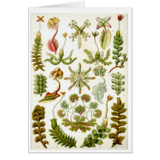 Haeckel_Hepaticae Cards