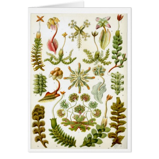 Haeckel_Hepaticae Cards (Front)
