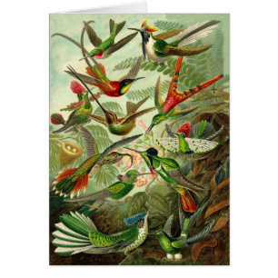 Haeckel Hummingbird Illustration All-Occasion Cards
