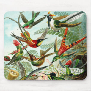 Haeckel Hummingbirds Mouse Pad