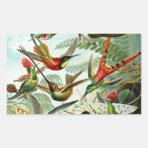 Haeckel Hummingbirds Rectangular Sticker