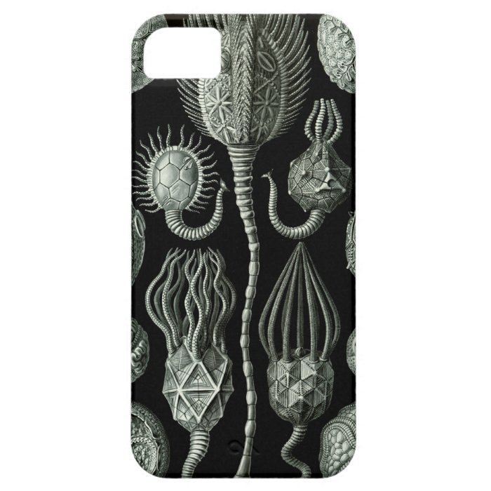 Haeckel iPhone Case   Cystoidea iPhone 5 Case