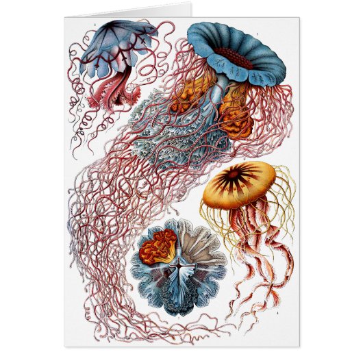 Haeckel Jellyfish Cards (Front)