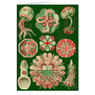 Haeckel Jellyfish Illustration All-Occasion Cards